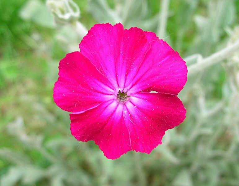 Lychnis coronaria (=Silene coronaria) / Crotonella coronaria